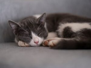 猫写真が上達するパンニングや連写モードの使用など4つの撮影テクニックを紹介