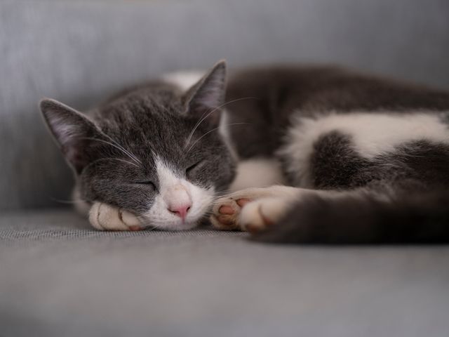 猫写真が上達するパンニングや連写モードの使用など4つの撮影テクニックを紹介