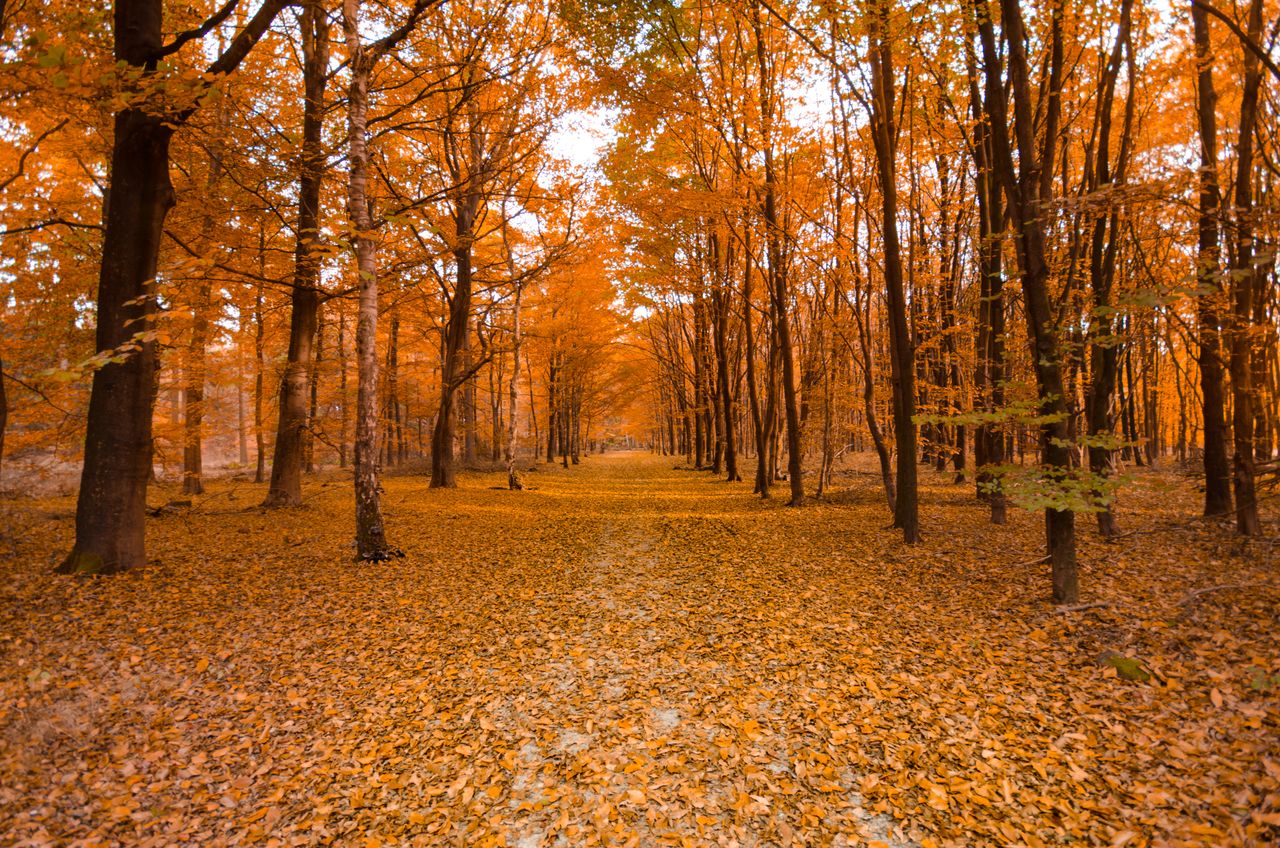 秋の風景を抽象的に撮る│カメラを動かす・風を使う・Photoshopの3つの方法
